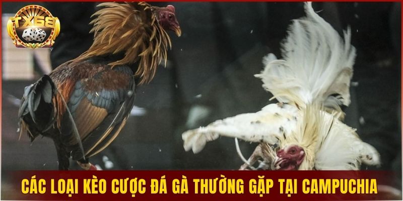 Tìm hiểu các loại kèo cược đá gà thường gặp tại campuchia 