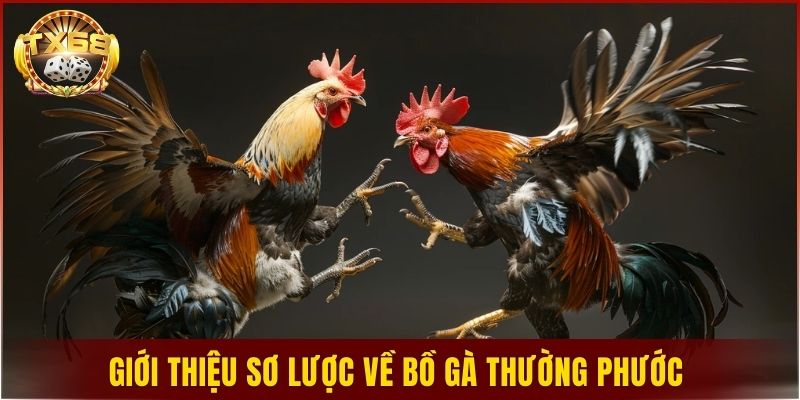 Giới thiệu sơ lược về bồ gà Thường Phước 