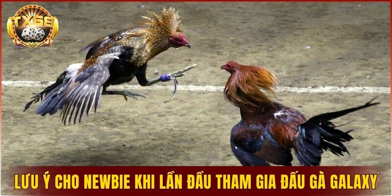 Lưu ý cho newbie khi lần đầu tham gia đấu gà Galaxy 