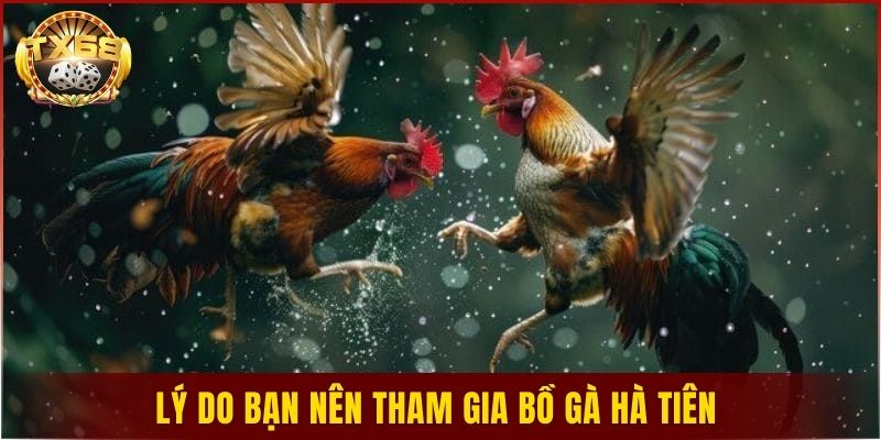 Lý do bạn nên tham gia bồ gà Hà Tiên 